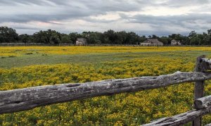 Carol Highsmith - Vivid field of wildflowers in the Lyndon B. Johnson National Historical Park in Johnson City, TX