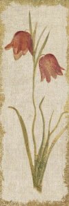 Cheri Blum - Red Tulip Panel on White Vintage