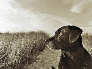 Jim Dratfield - At the Beach