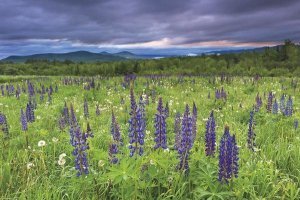 Katherine Gendreau - Lupine Sunrise