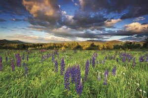 Katherine Gendreau - Lupine Sunset