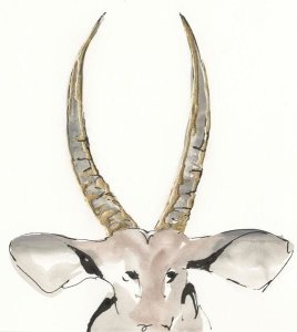 Chris Paschke - Gilded Antelope