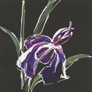 Chris Paschke - Iris on Black III