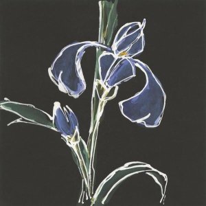 Chris Paschke - Iris on Black IV