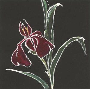 Chris Paschke - Iris on Black V