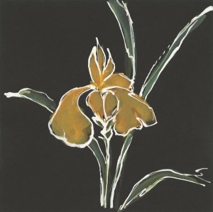 Chris Paschke - Iris on Black VI