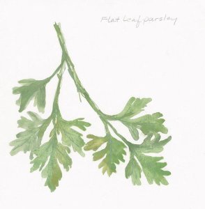 Chris Paschke - Flat Leaf Parsley