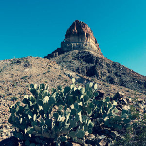 Carol Highsmith - Big Bend: Prickly Pear Cactus