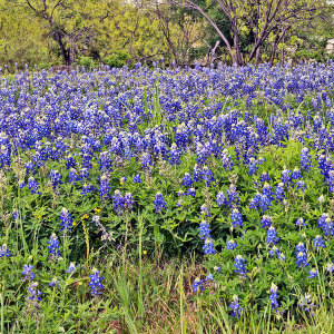 Carol Highsmith - Texas Wildflowers: Bluebonnets