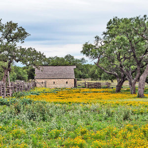 Carol Highsmith - Texas Wildflowers: Barn in Johnson City