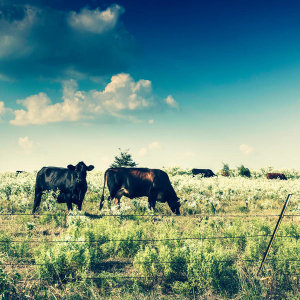 Carol Highsmith - Texas Cattle, Hunt County