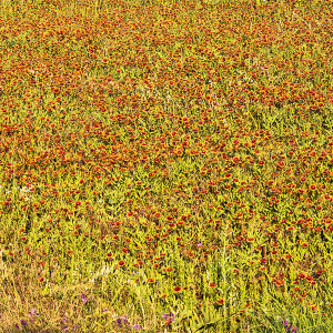 Carol Highsmith - Texas Wildflower Detail: Indian Blanket