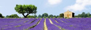 Pangea Images - Lavender Fields, France