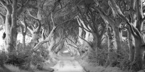 Pangea Images - The Dark Hedges, Ireland (BW)