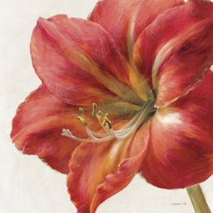 Danhui Nai - Vivid Amaryllis