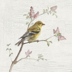 Danhui Nai - Female Goldfinch Vintage