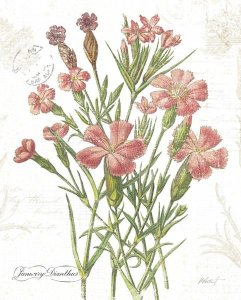 Katie Pertiet - January Dianthus on White