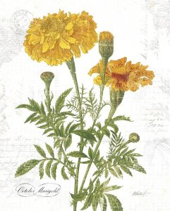 Katie Pertiet - October Marigold on White