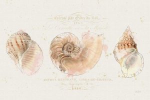 Katie Pertiet - Shell Collector I