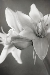 Laura Marshall - White Amaryllis II