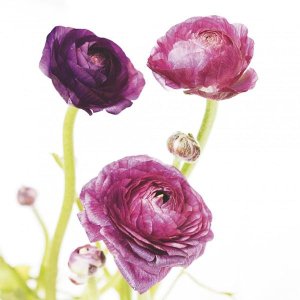 Laura Marshall - Spring Ranunculus I