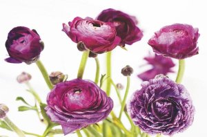 Laura Marshall - Spring Ranunculus III