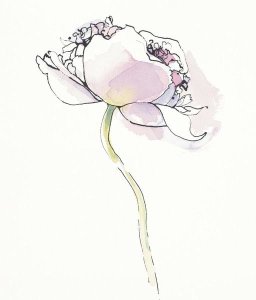 Shirley Novak - Single Pink Somniferums I on White