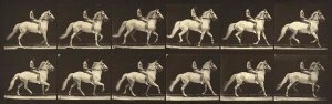 Eadweard J. Muybridge - Motion Study: Man Riding A Horse