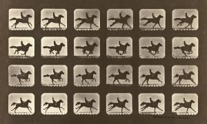 Eadweard J. Muybridge - Motion Study: Man Riding A Galloping Horse