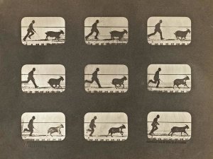 Eadweard J. Muybridge - Motion Study: Man Chasing A Goat