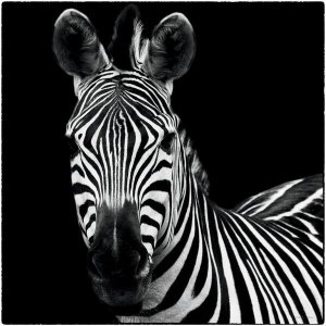 Debra Van Swearingen - Zebra II Square