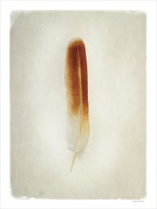 Debra Van Swearingen - Feather II