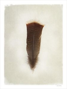 Debra Van Swearingen - Feather III