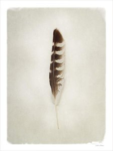 Debra Van Swearingen - Feather IV