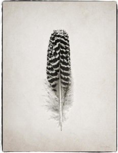 Debra Van Swearingen - Feather I - BW