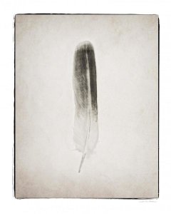 Debra Van Swearingen - Feather II - BW