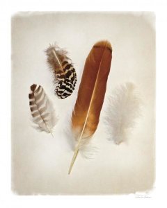 Debra Van Swearingen - Feather Group I