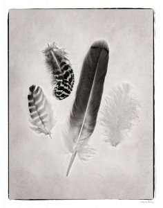 Debra Van Swearingen - Feather Group I - BW