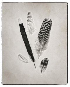 Debra Van Swearingen - Feather Group II - BW