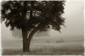 Debra Van Swearingen - Calm Mist no Limb