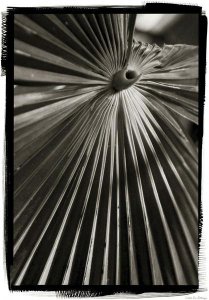 Debra Van Swearingen - Palm Frond I