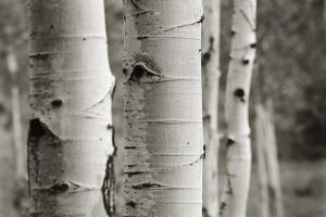 Debra Van Swearingen - Aspens III