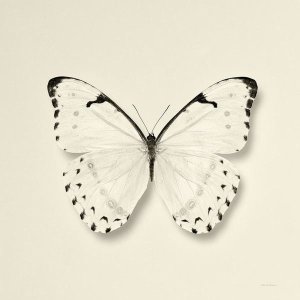 Debra Van Swearingen - Butterfly II - BW