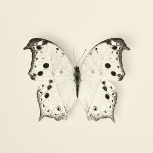 Debra Van Swearingen - Butterfly IV - BW