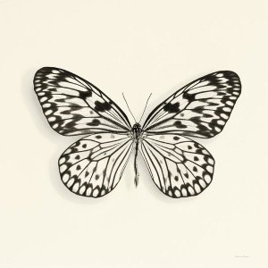 Debra Van Swearingen - Butterfly V - BW