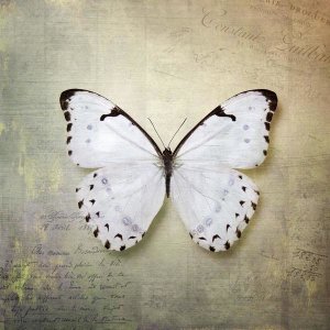 Debra Van Swearingen - French Butterfly II