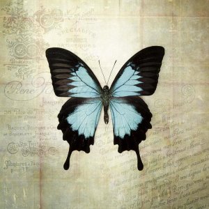 Debra Van Swearingen - French Butterfly III