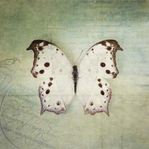 Debra Van Swearingen - French Butterfly IV