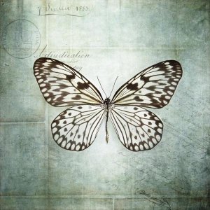 Debra Van Swearingen - French Butterfly V