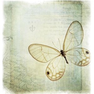 Debra Van Swearingen - Floating Butterfly I